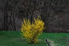 Forsythia - 2004