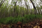 Bosco di faggi e Boletus Edulis, Belnome (Pc) - 2012 [Scattata con GoPro]