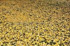 Feuilles d'automne - 2010, Annecy, Francia