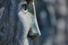 Cimitero Monumentale di Staglieno, Genova, 2009 [Esposta in 2 mostre]