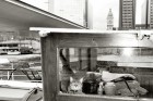 Le chat sur la Seine - Parigi, 2010 [Pubblicata su PhotoVogue]